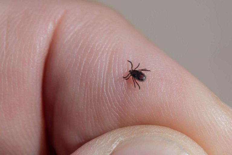 Todo lo que se debe saber sobre las garrapatas, de la mano de la Asociación Española de Perros de Apoyo