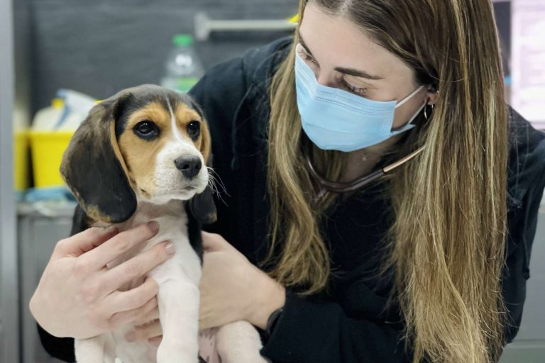 Medidas para fomentar la tenencia responsable de animales ante la creciente tasa de abandono, por el Hospital Veterinario El Bosque