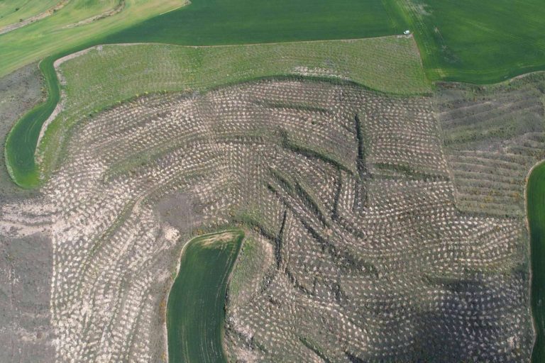 Solaria compensa más de 400 toneladas de CO2 con una plantación forestal en Burgos