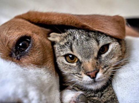 Los perros y gatos no consiguen los nutrientes necesarios Los perros y gatos no consiguen los nutrientes necesarios