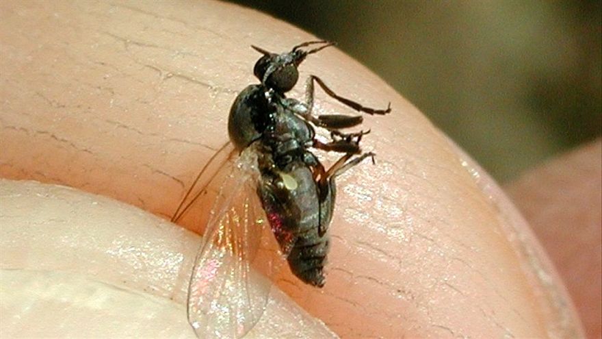 Mosca negra dolor alergias