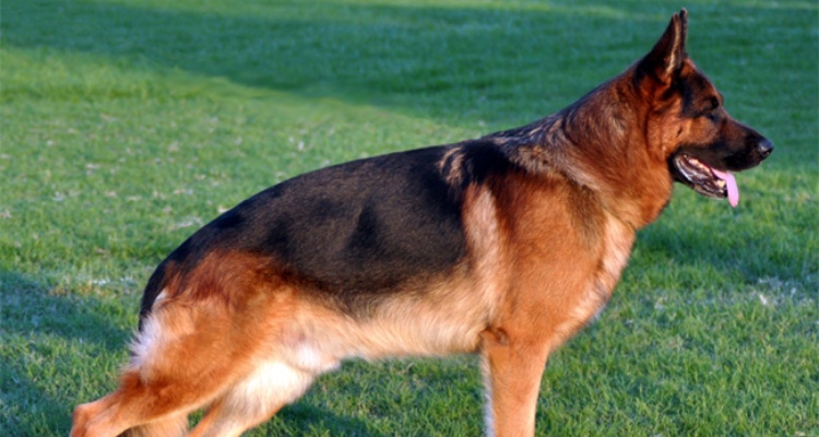 Razones para nunca comprar un perro Pastor Alemán
