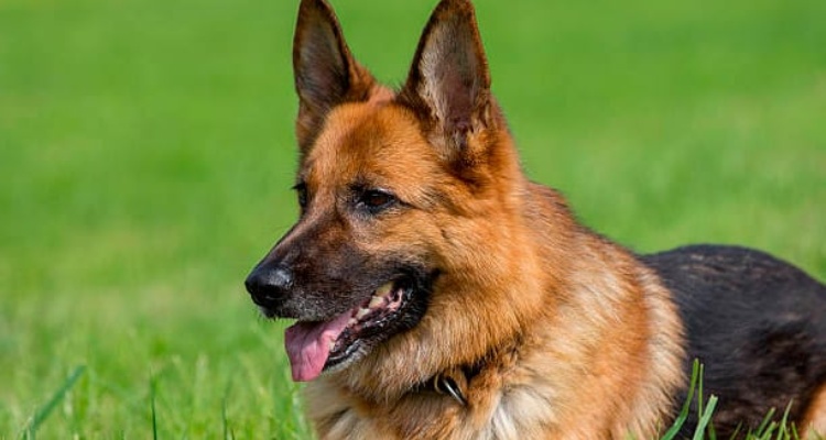 Razones para nunca comprar un perro Pastor Alemán