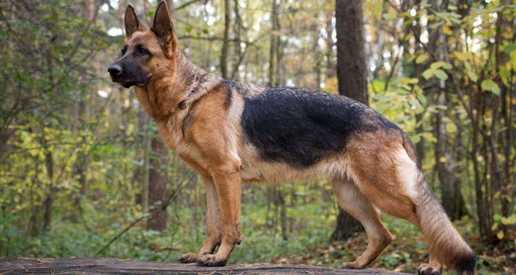 Razones para nunca comprar un perro Pastor Alemán
