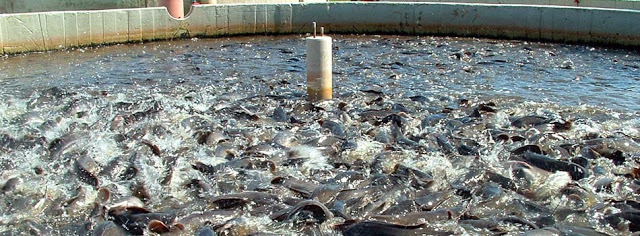 Alimentos que pueden causar cáncer