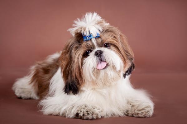 ¿Le gustan los niños al Shih tzu? Curiosidades sobre el lado juguetón de esta raza de perro