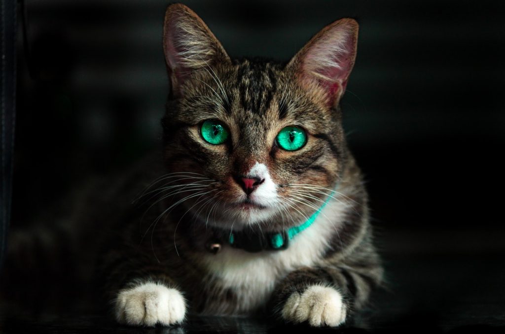 El aceite de oliva es buenísimo para los gatos