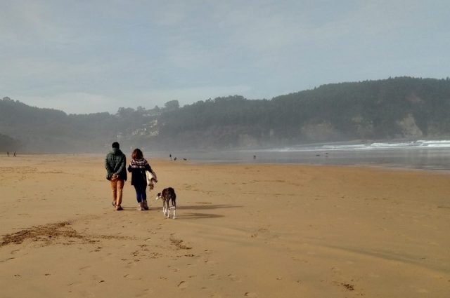 Las Im genes De Perros Surfeando En Las Playas De Cantabria Causan 