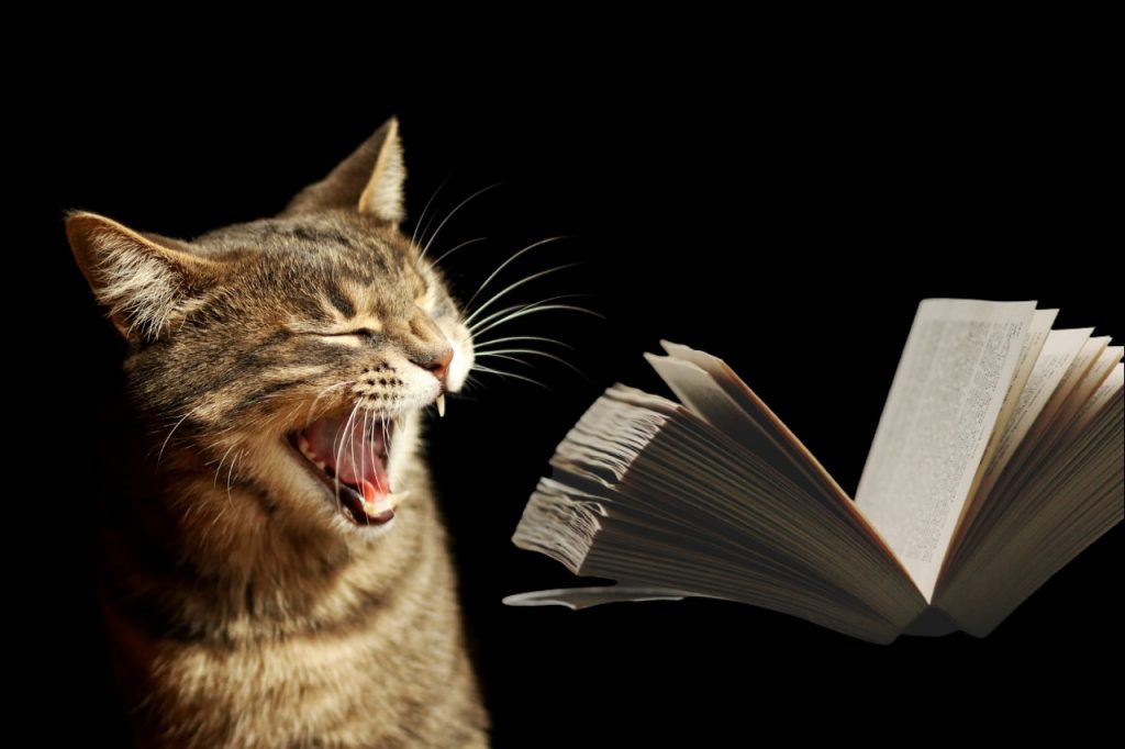 Gato en salsa: la receta alavesa que pone el vello de punta a los amantes felinos 100 Gato en salsa la receta alavesa que pone el vello de punta a los amantes felinos