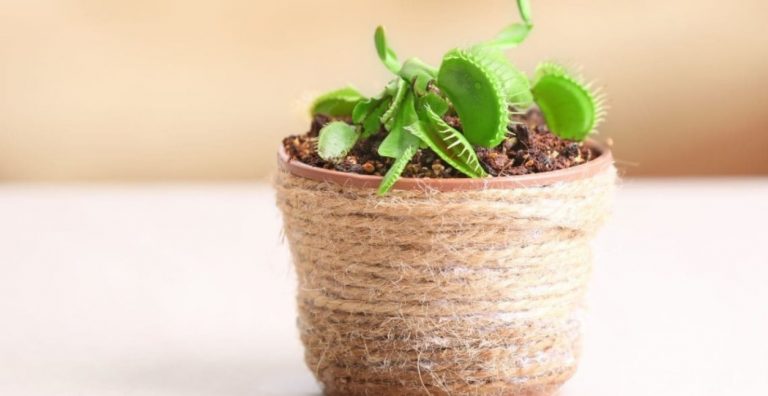 La planta antimosquitos de Leroy Merlin que funciona de verdad