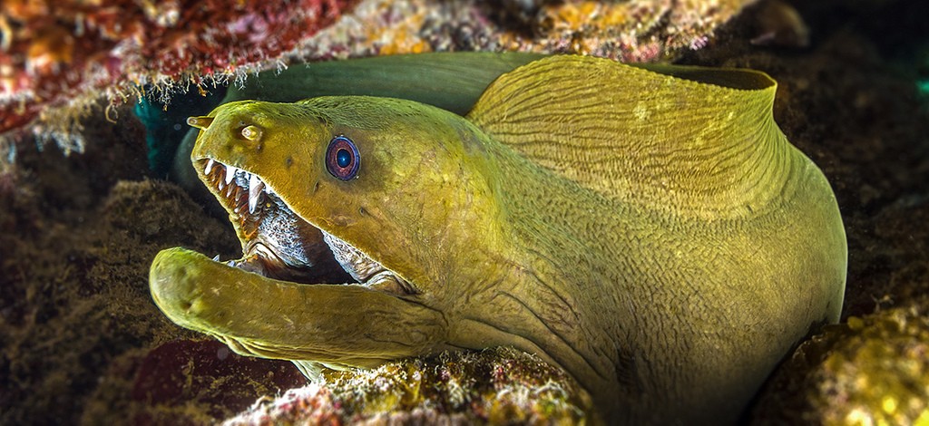 Los peces más peligrosos del mundo