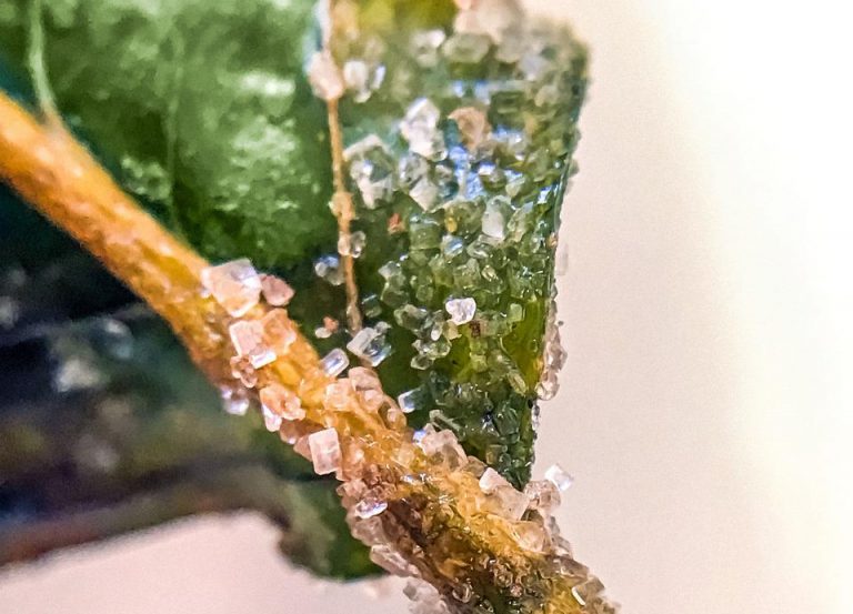 Paparajotes: así se hace el postre más típico de Murcia