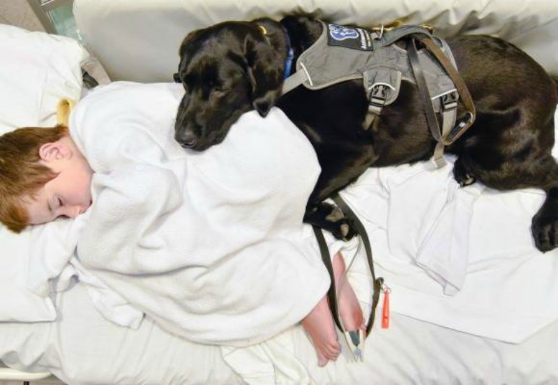 Perro y nino autista