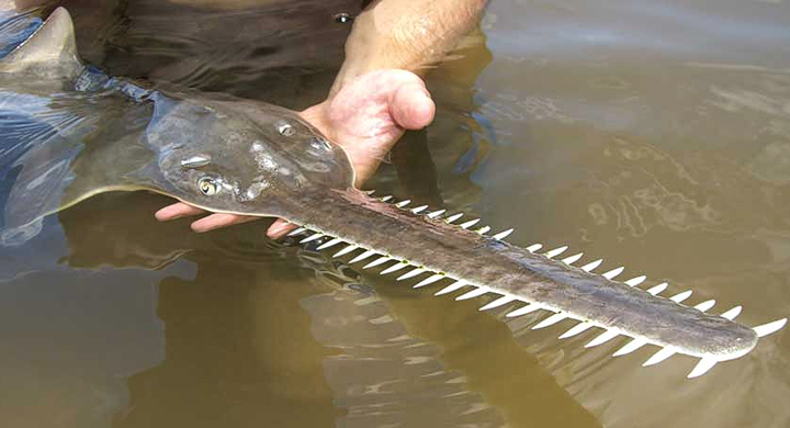 Los peces más peligrosos del mundo