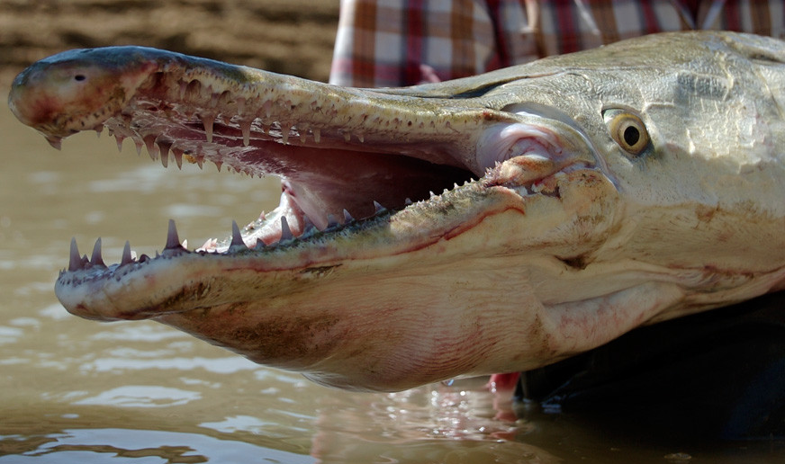 Los peces más peligrosos del mundo