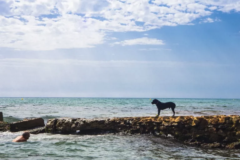 10 playas perfectas para ir con tu perro