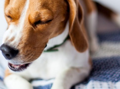 Qué es la tos de las perreras 1 Qué es la tos de las perreras