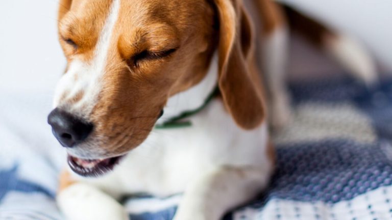 Qué es la tos de las perreras