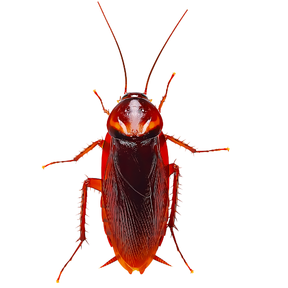 cucaracha