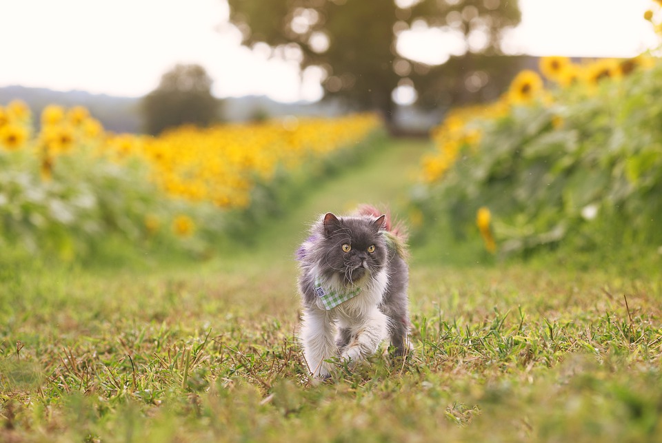 gato persa