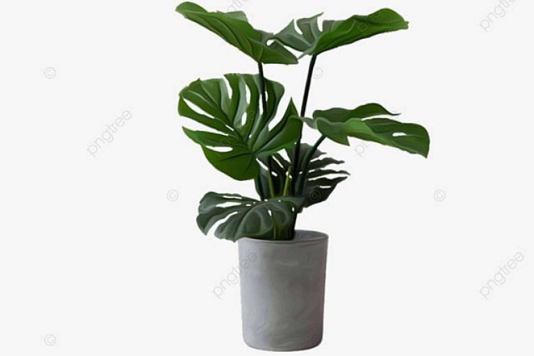 El Perfil de Bienestar ayuda a lograr un control de peso eficaz