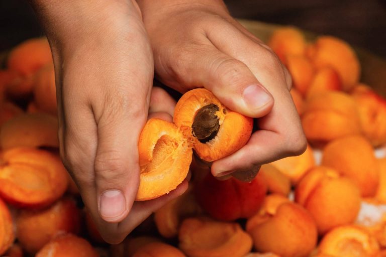 La cosecha de albaricoque y melocotón en España y su disminución, de la mano de Baor Products