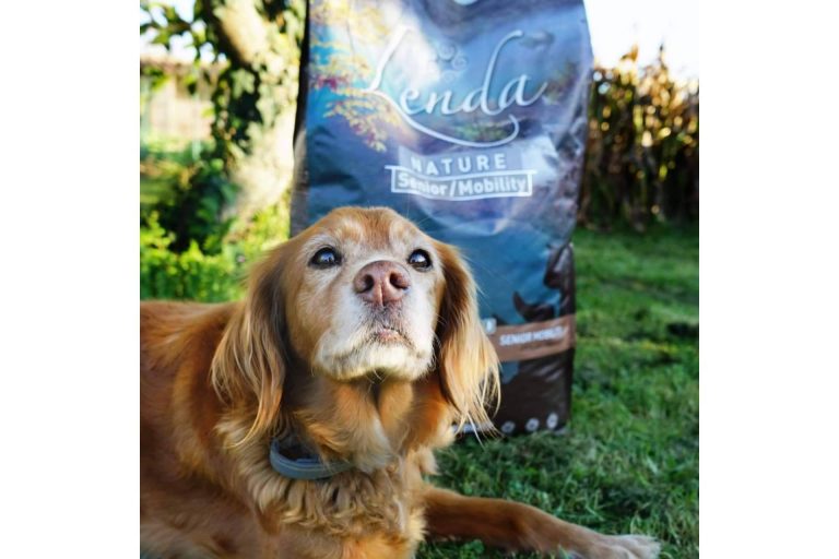 ¿Cómo influye la alimentación en la salud de los perros?