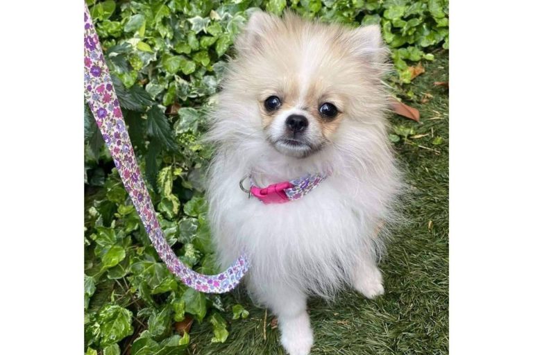 ¿Cuál es el collar perro ideal?, según Izaladog