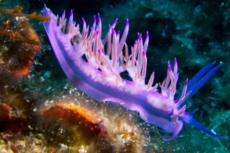 Curso de submarinismo en las Islas Medas, de la mano de Unisub