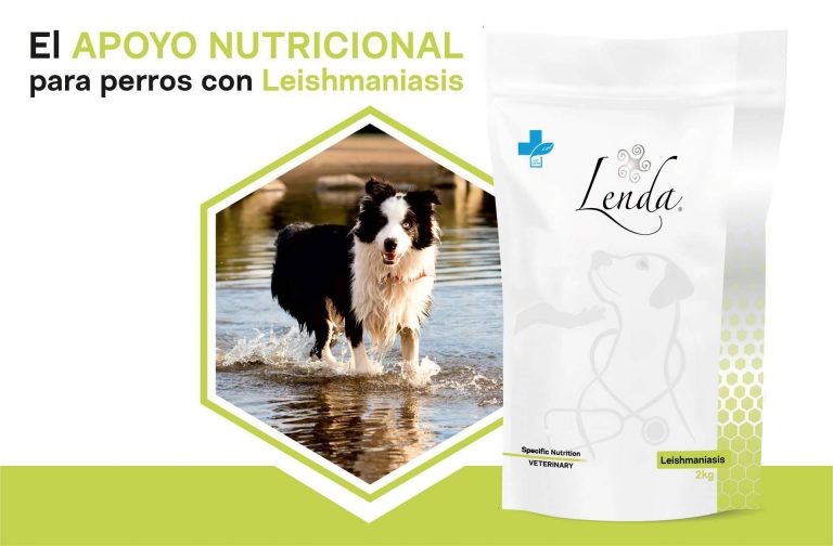 ¿Cuáles son los síntomas de la leishmaniasis en perros y cómo se puede prevenir?