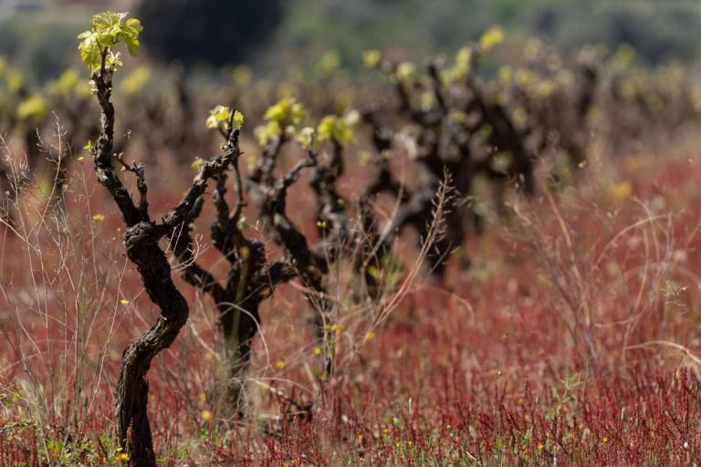 Celler Viníric, Calonge tierra de vinos