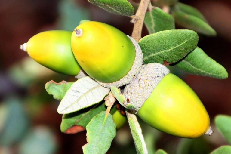 Estas son las claves para diferenciar el cerdo ibérico del cerdo ibérico de bellota