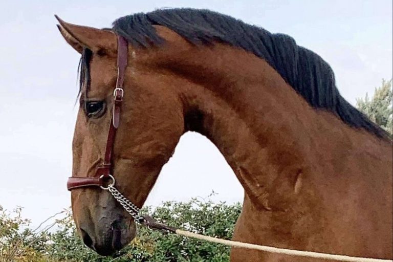 Venta de caballos sementales de pura raza española, de la mano de Yeguada La Pajarita