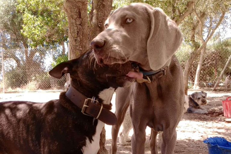 La guardería de perros PERROBUENO prepara un campamento de verano para perros