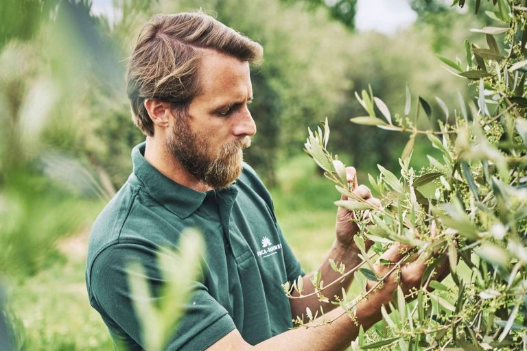 Calidad en aceites de oliva virgen extra de la mano de Aires de Jaén