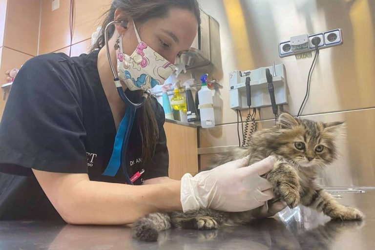 El Hospital Veterinario El Bosque lanza algunas recomendaciones para prevenir el síndrome del gato paracaidista