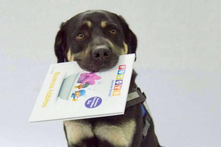 Incentivar la lectura con la ayuda de perros de asistencia