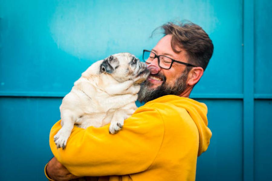 Qué dice la investigación sobre el perro pug