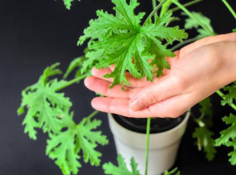 Geranio limón: una hermosa planta Geranio limón: una hermosa planta