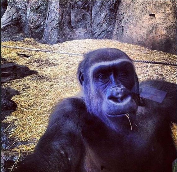 Animales que salen mejor en los selfies que tú