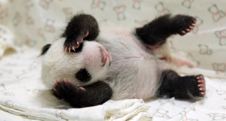 Fotos de animales cuando nacen 1 Fotos de animales cuando nacen