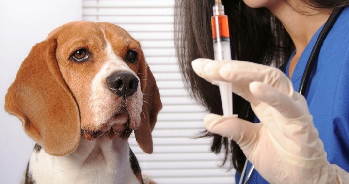 Ventajas de tener un perro en casa