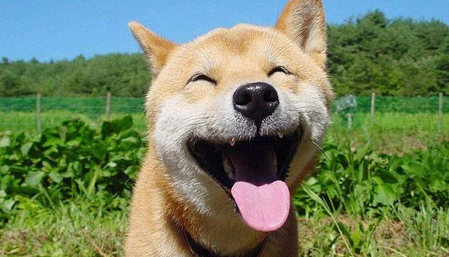 Animales que salen mejor en los selfies que tú