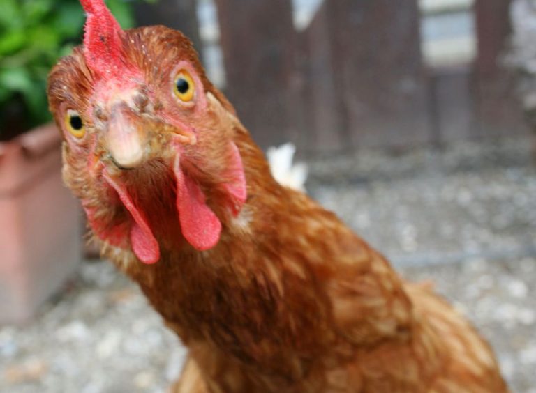 ¿Por qué si a un pollo le cortas la cabeza puede seguir corriendo?