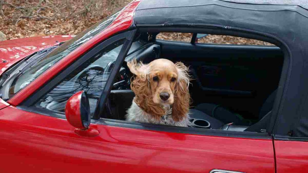 No viajar con la mascota suelta en el habitáculo