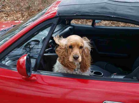 No viajar con la mascota suelta en el habitáculo No viajar con la mascota suelta en el habitáculo