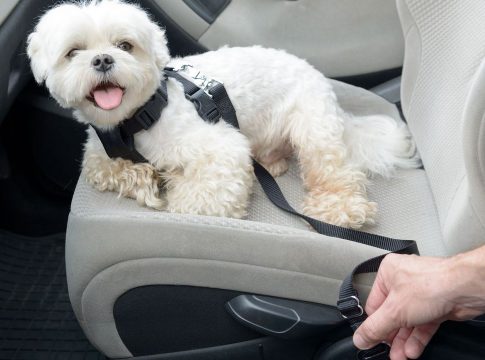 Sistemas de seguridad para tu perro Sistemas de seguridad para tu perro