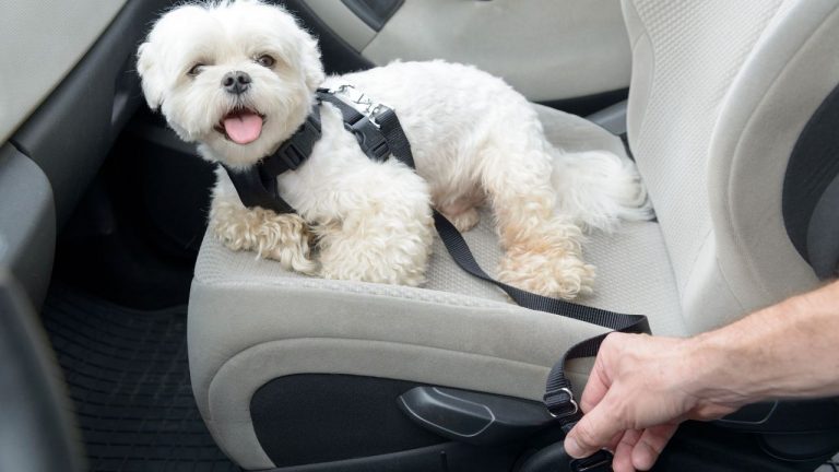 Seguridad del perro en el coche: el 75% de los conductores viaja sin sujeción y las multas pueden alcanzar los 500€