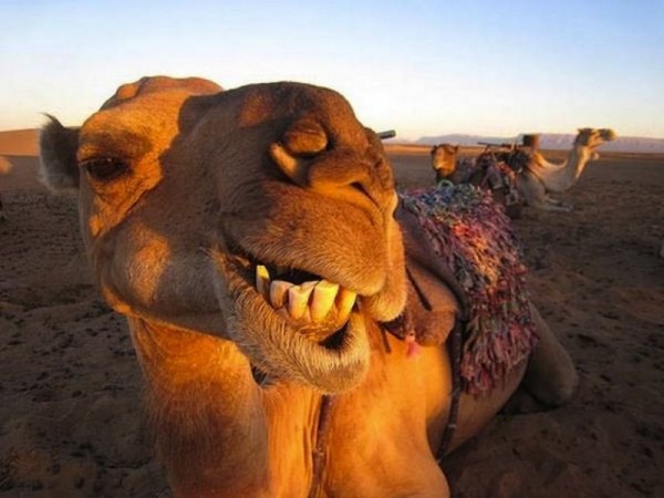 Animales que salen mejor en los selfies que tú