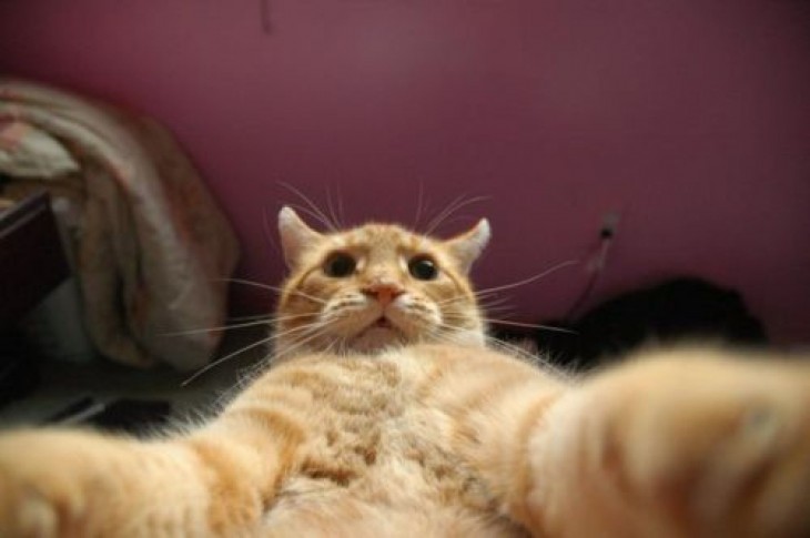 Animales que salen mejor en los selfies que tú